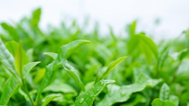 The Science Behind Matcha & Longevity